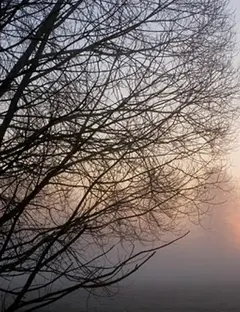 La forêt d’Erstein