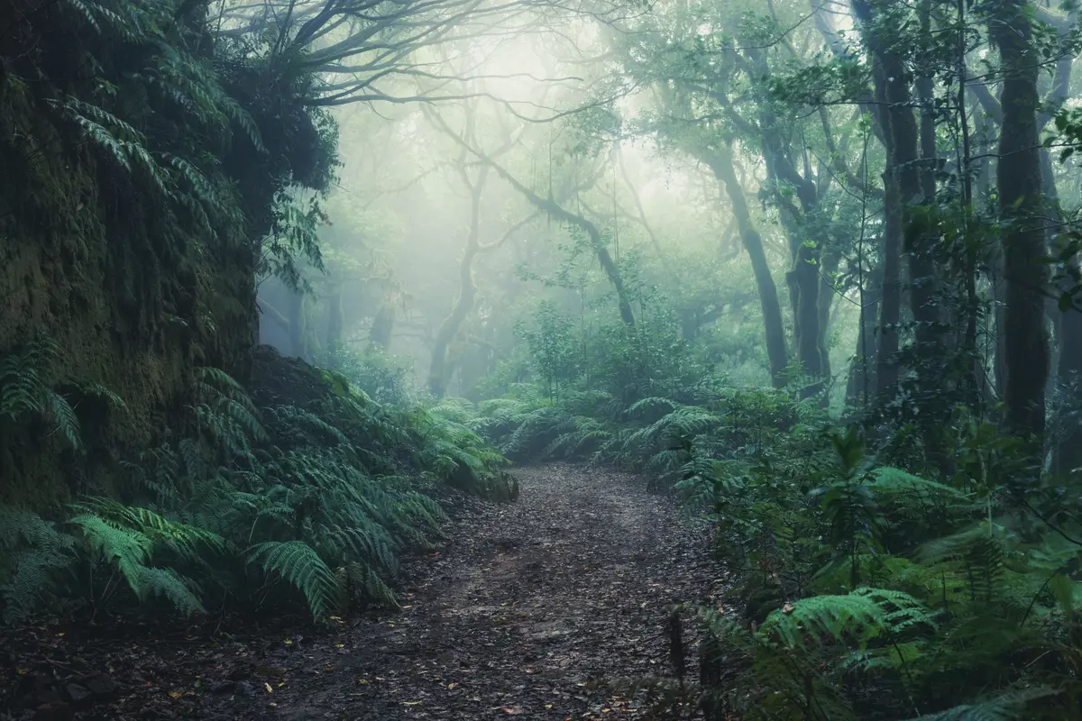 La mystérieuse forêt de Brocéliande