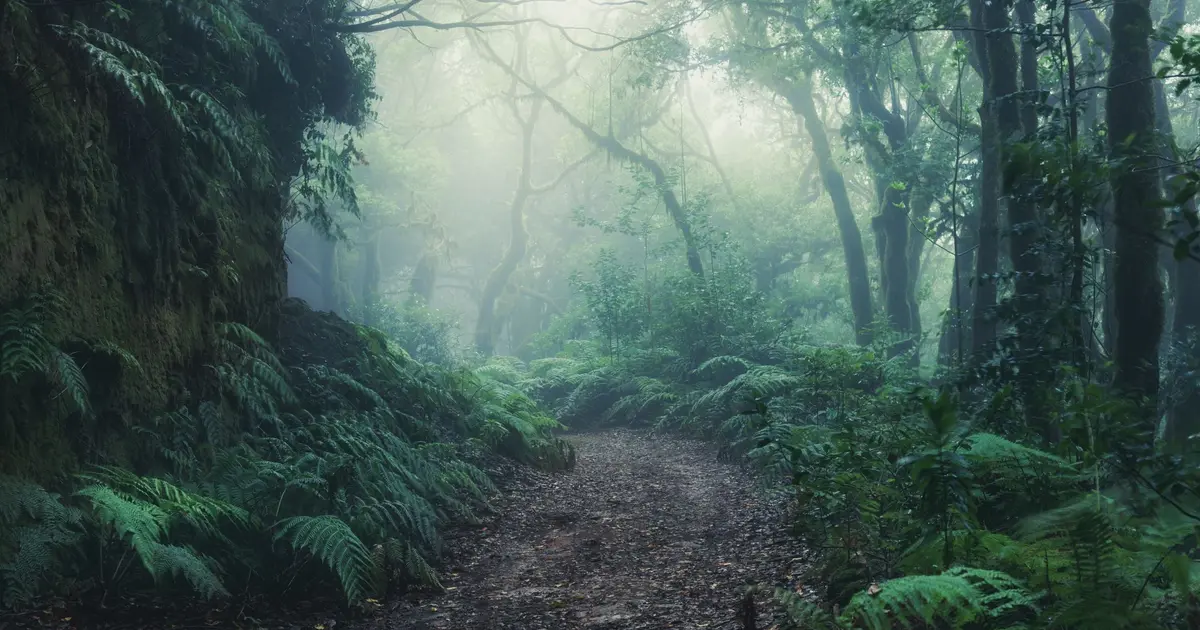 La mystérieuse forêt de Brocéliande