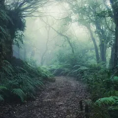 La forêt de Brocéliande