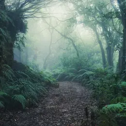 La forêt de Brocéliande