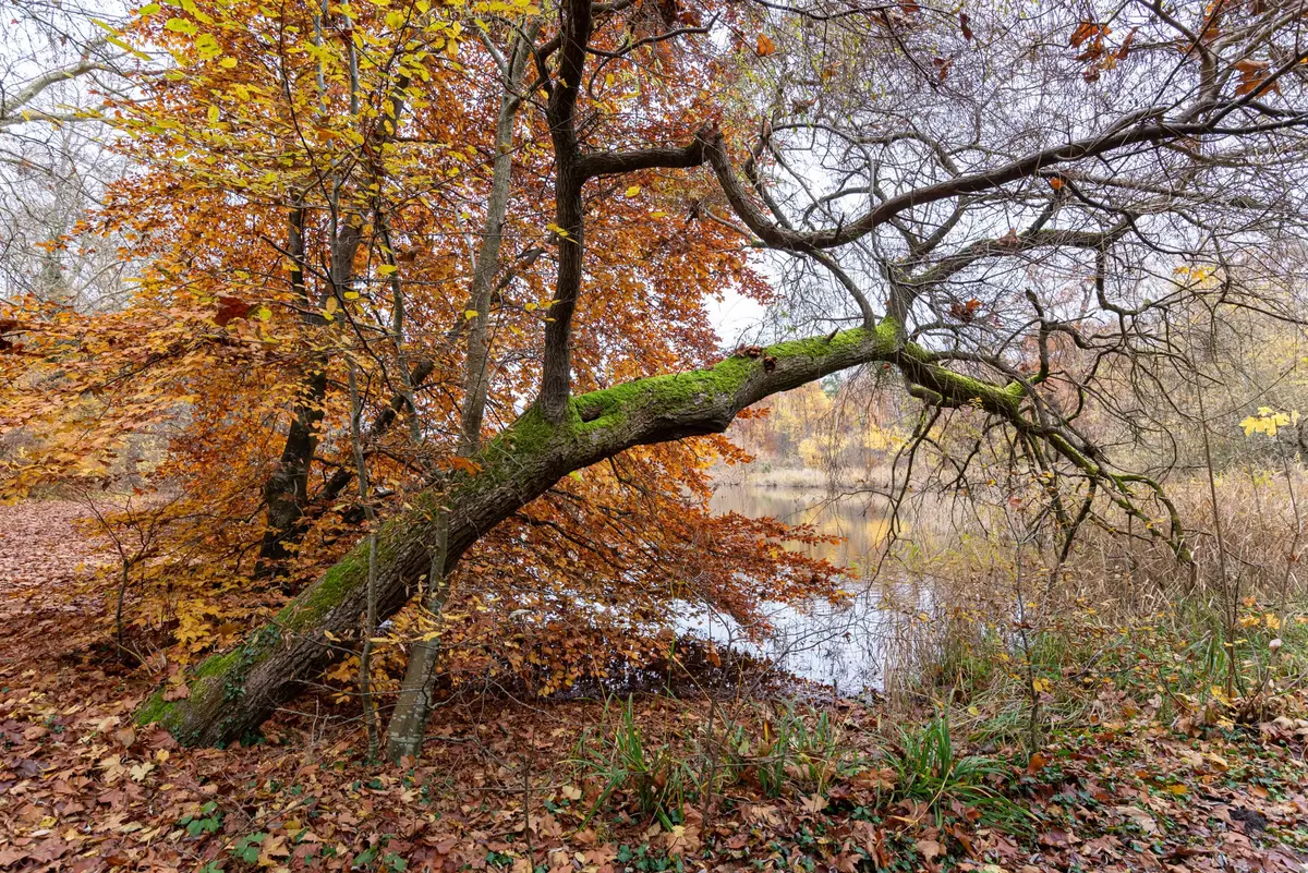 For&ecirc;t de Compi&egrave;gne