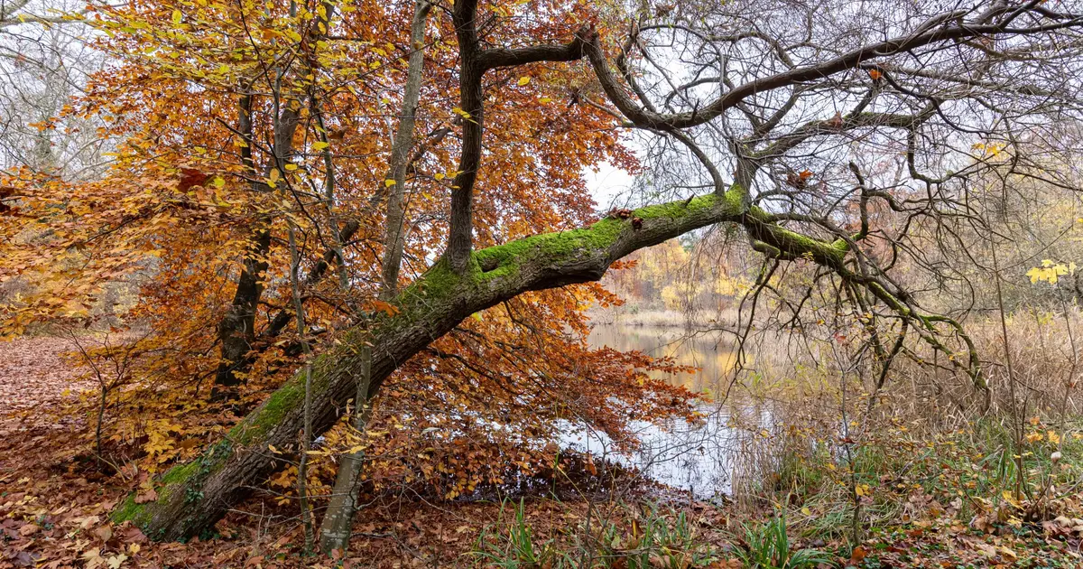 Forêt de Compiègne