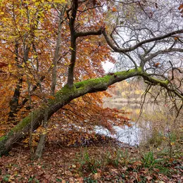 La forêt de Compiègne, la plus inquiétante des forêts royales