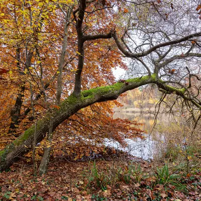 La forêt de Compiègne, la plus inquiétante des forêts royales