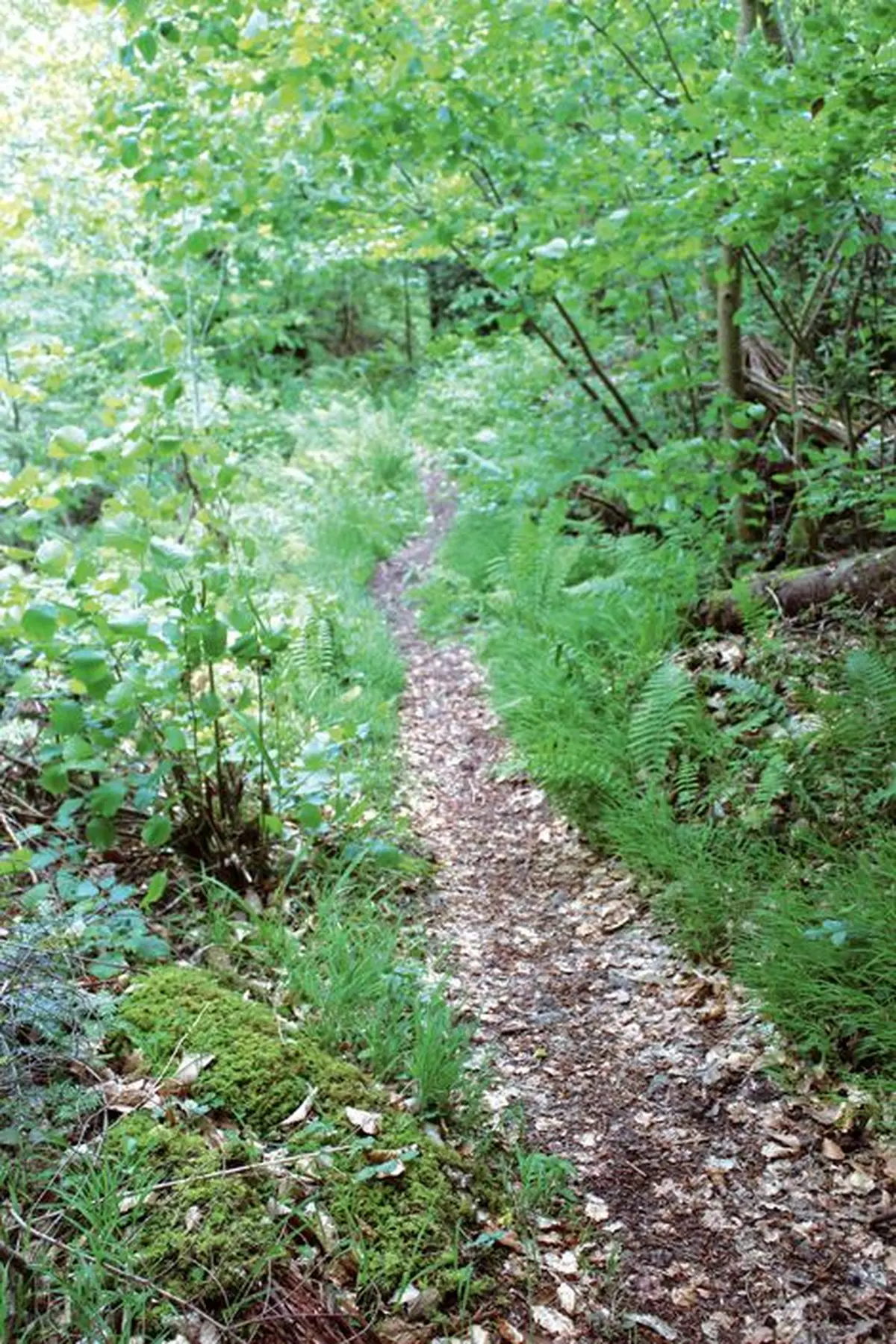 La forêt dominiale de Guebwiller