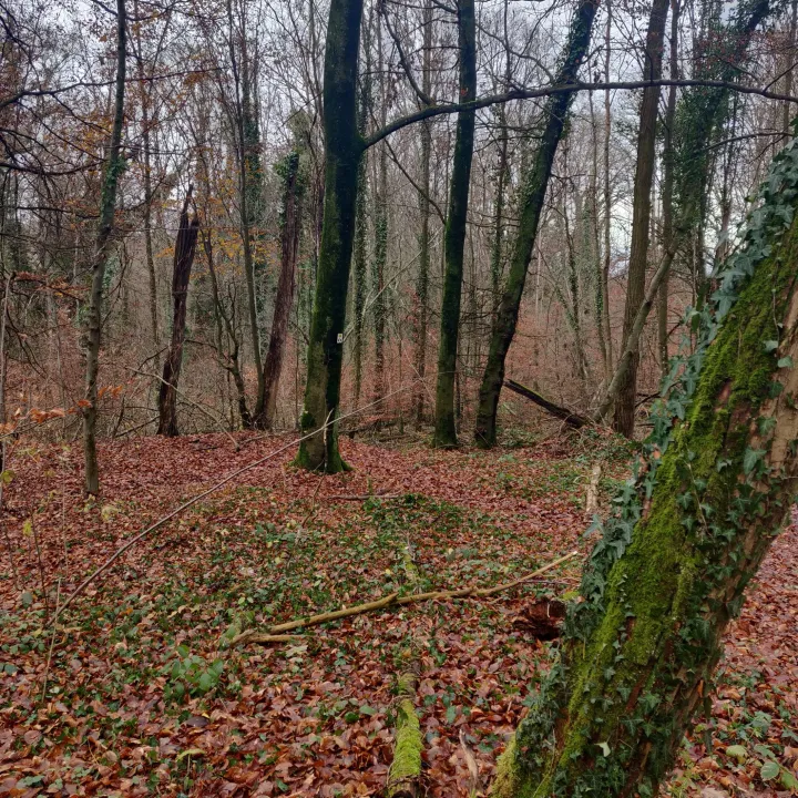 La forêt du Tannenwald