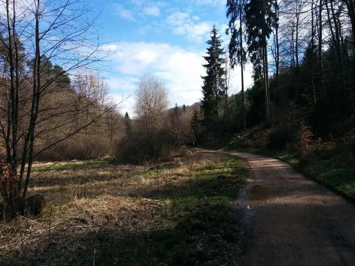 La forêt hantée du Hohlandsbourg
