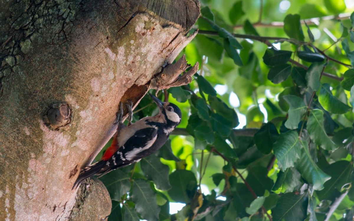 Sortie  Nature à meudon avec EcoNature