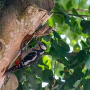 La forêt s'éveille sur les coteaux Meudon !