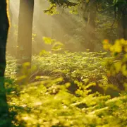 La forêt: un allié santé!