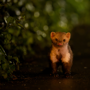 La fouine, voisine invisible