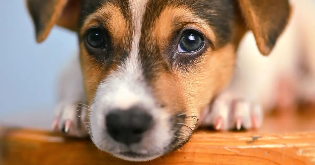 La Grande Collecte des Animaux Abandonnés dans les magasins Stokomani