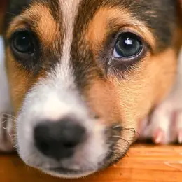 La Grande Collecte des Animaux Abandonnés dans les magasins Stokomani