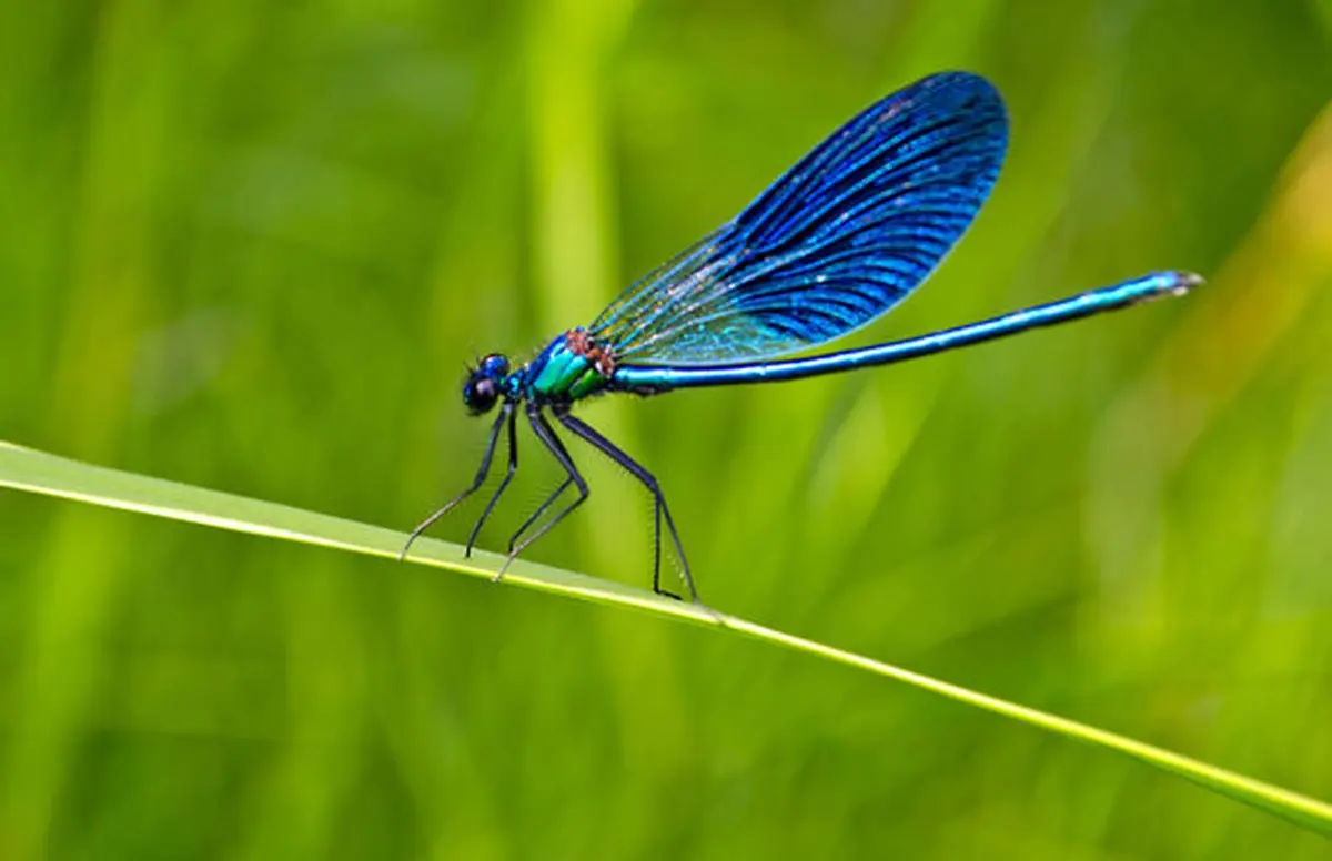 La grande exploration nature l'été des libellules