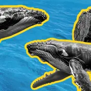 La Grande Marée - Le festival de la mer et des marins