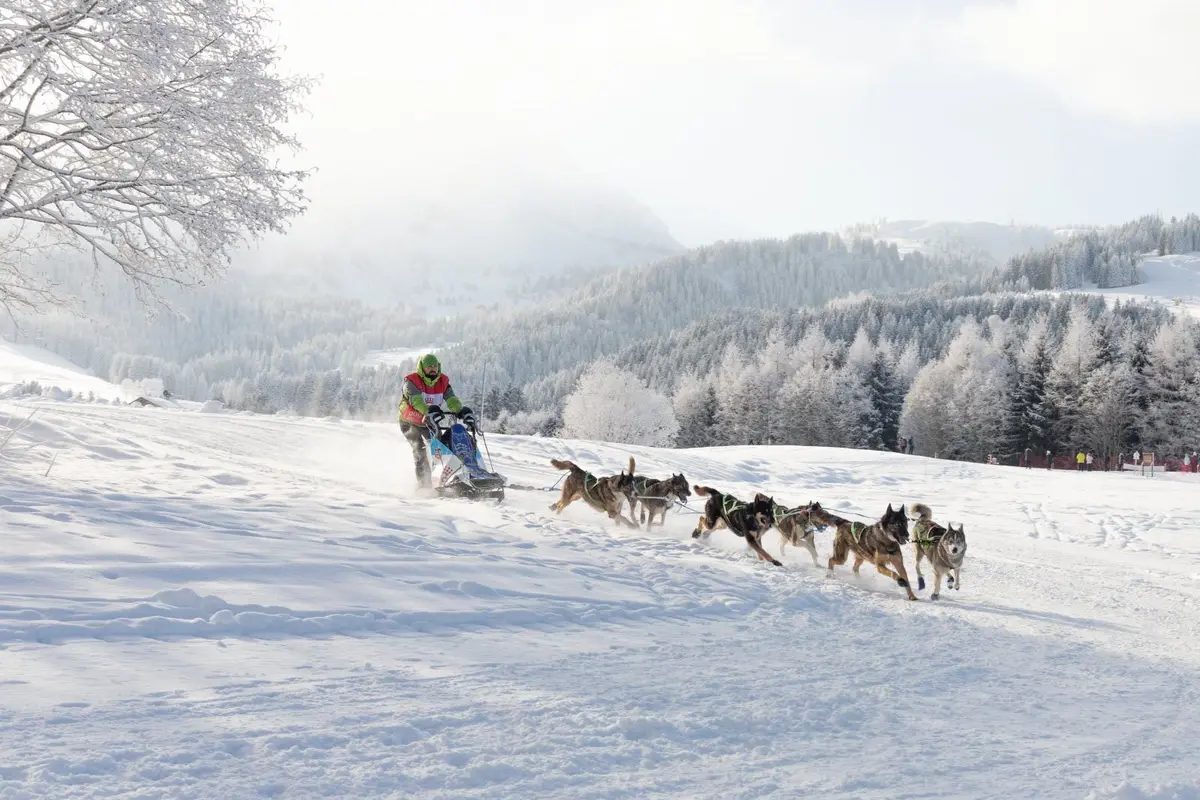 La Grande Odyssée : course de chiens de traineaux 