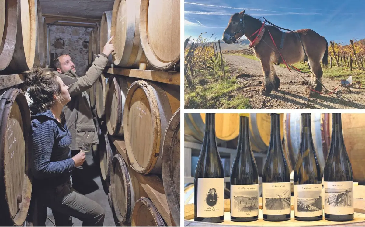 Jérôme François et Morgane Stoquert surveillent leurs cuvées. Le cheval Sirus en mode pause café dans les vignes.