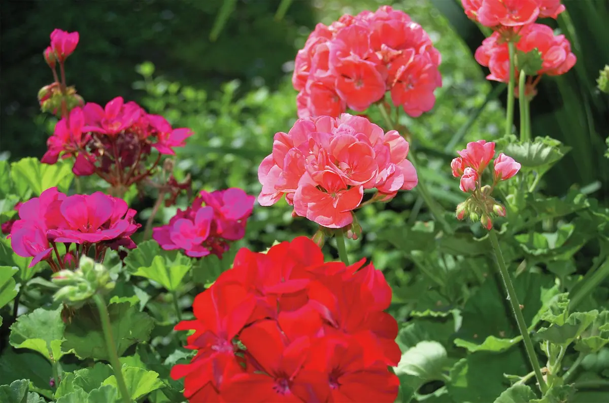 Le printemps s’invite à la jardinerie Tournesol de Burnhaupt-le-Bas
