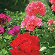 Le printemps s’invite à la jardinerie Tournesol de Burnhaupt-le-Bas