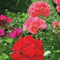 Le printemps s’invite à la jardinerie Tournesol de Burnhaupt-le-Bas DR