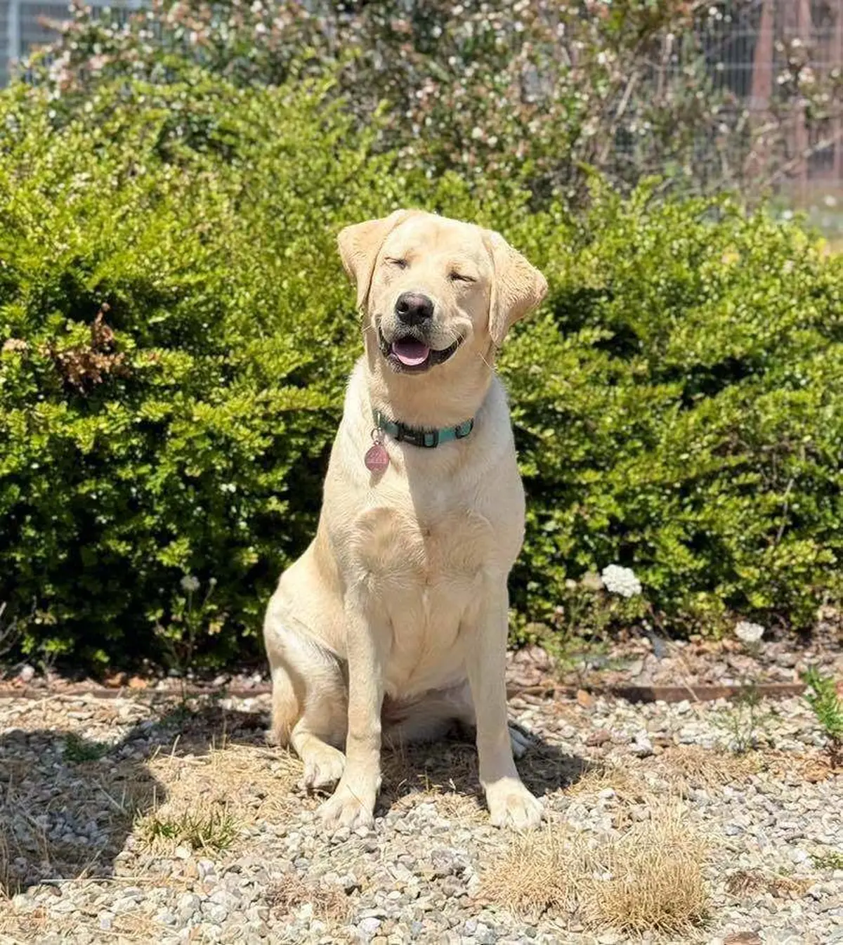 La Journée des Chiens Guides