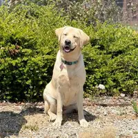La Journée des Chiens Guides DR