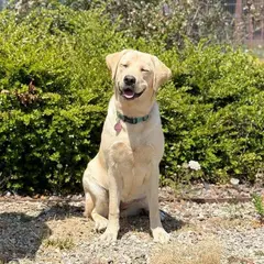 La Journée des Chiens Guides