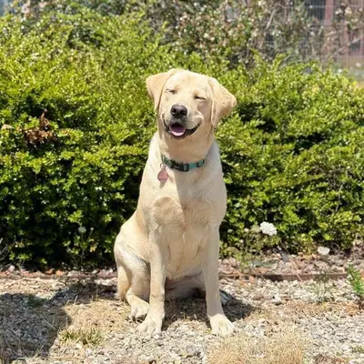 La Journée des Chiens Guides