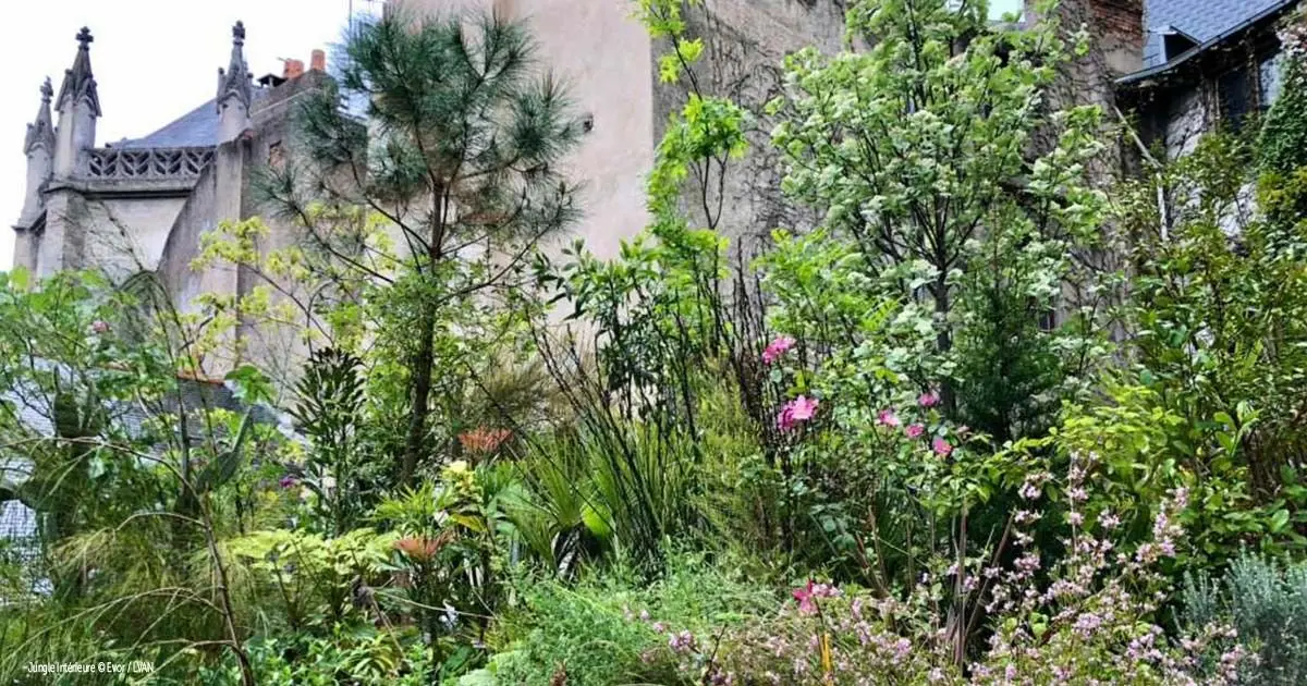 La Jungle intérieur