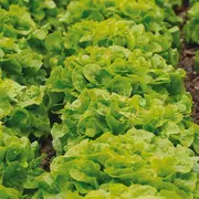 5 légumes simples à cultiver