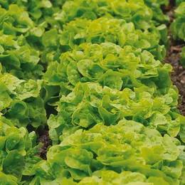 5 légumes simples à cultiver