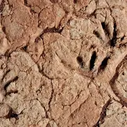 La Lieude : Sur Les Traces Des Animaux Des Temps Géologiques