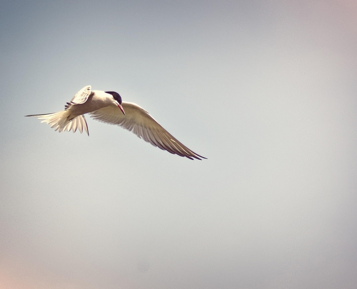 La Loire, un fleuve à plumes
