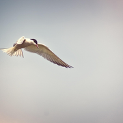 La Loire, un fleuve à plumes