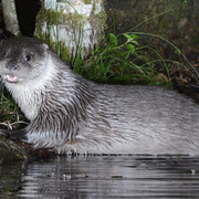 La Loutre des Joncquiers