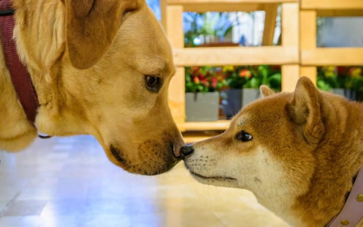 La Maison de l'animal : toute la programmation