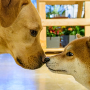 La Maison de l'animal : toute la programmation