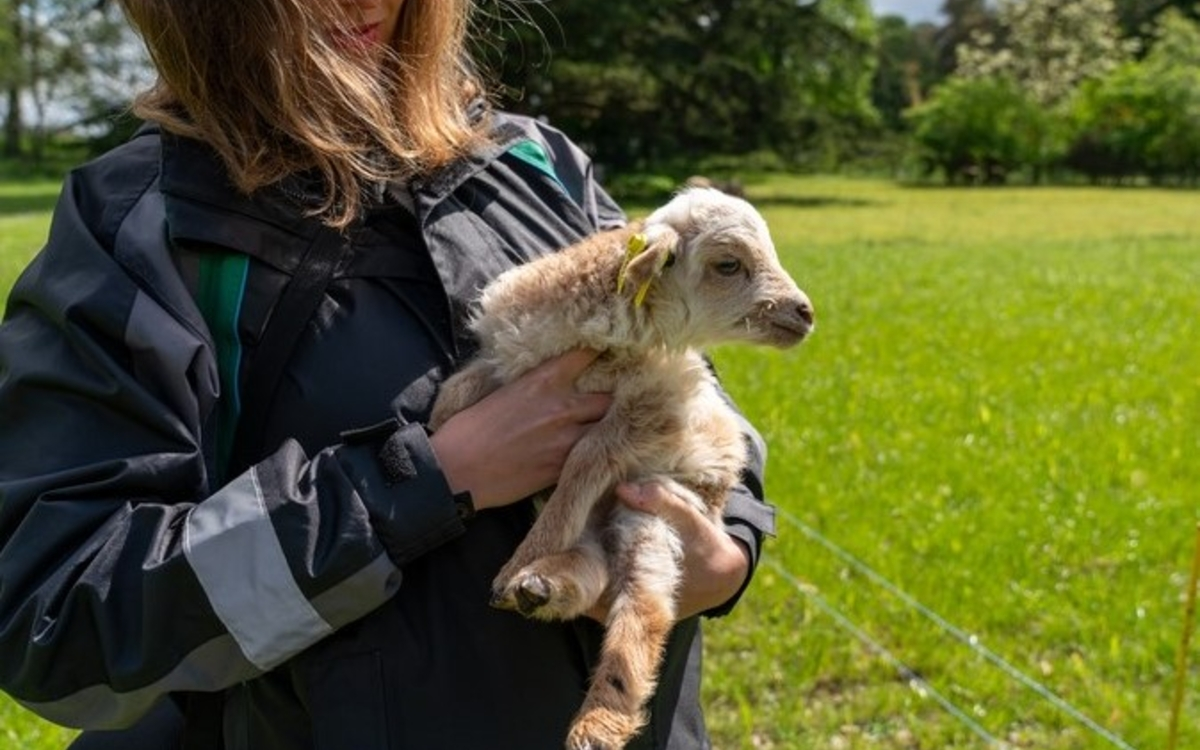 La Maison de l'animal : toute la programmation