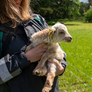La Maison de l'animal : toute la programmation