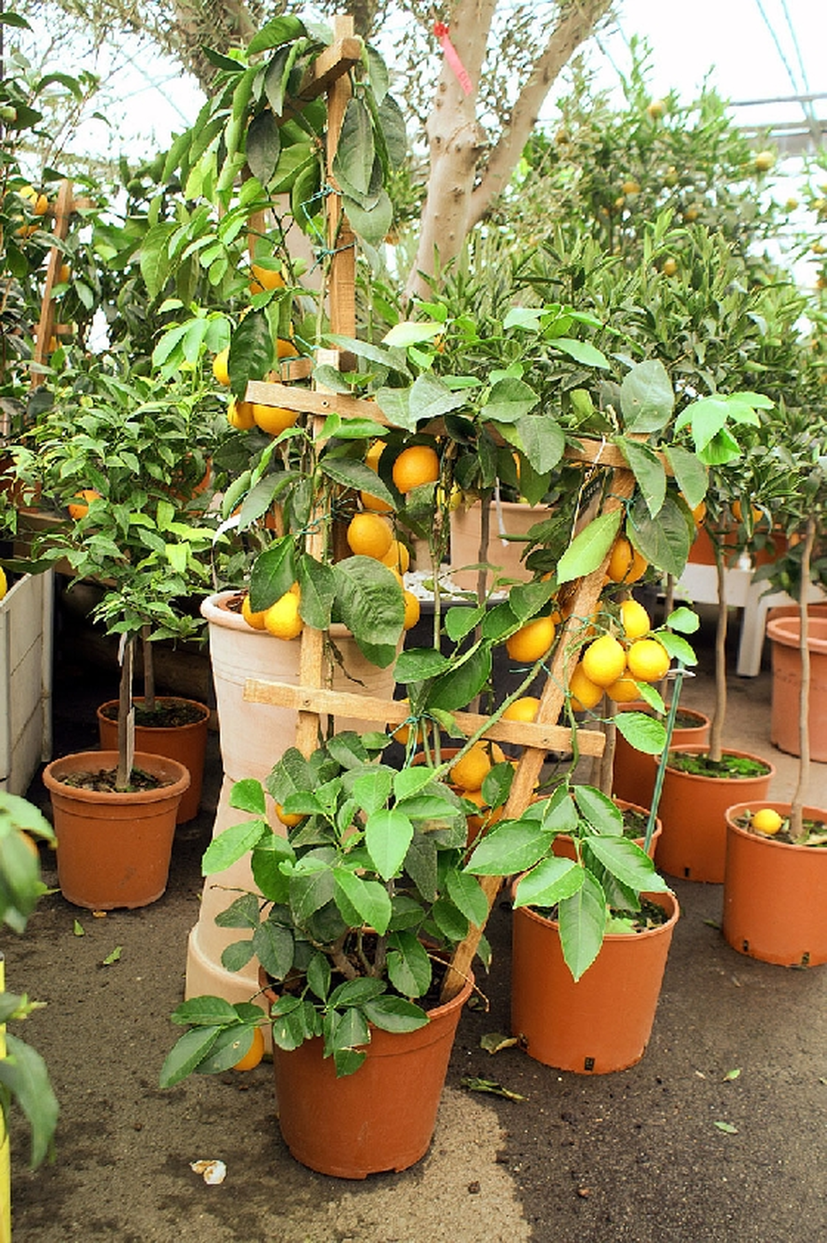 Les espèces méditerranéenne peuvent s'acclimater avec notre climat continental