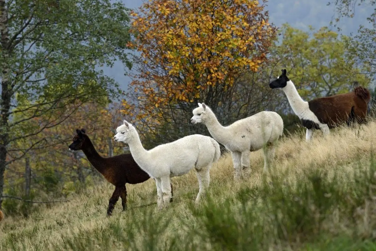 La montagne des lamas