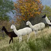 5 lieux à voir à Gérardmer