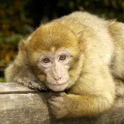 4 idées de sorties pour voir des animaux en Alsace