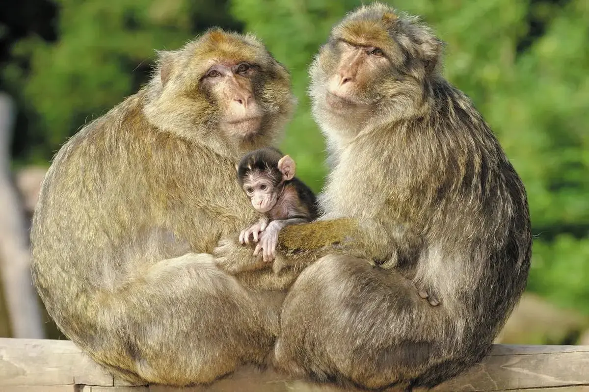 La Montagne des Singes de Kintzheim adapte ses horaires d'ouverture cet été