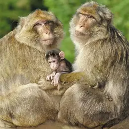 La Montagne des Singes de Kintzheim adapte ses horaires d'ouverture cet été
