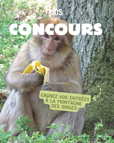 La Montagne des Singes : des entrées à gagner pour une sortie en famille au plus près des macaques