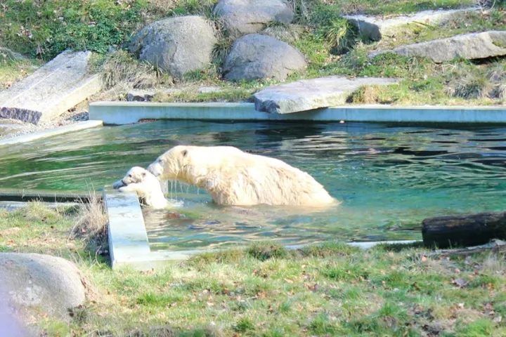 La naissance d'un ours polaire au Zoo de Mulhouse
