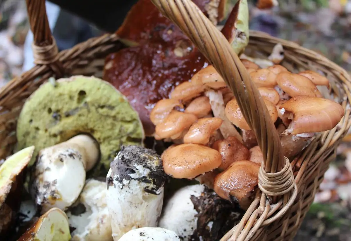 La nature comestible