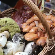 La nature comestible